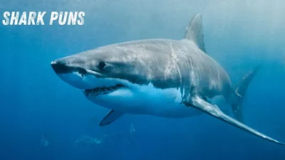 Shark Puns