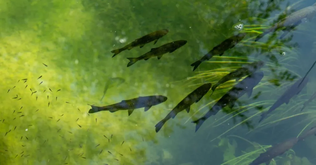 Trending Fish Puns 2025